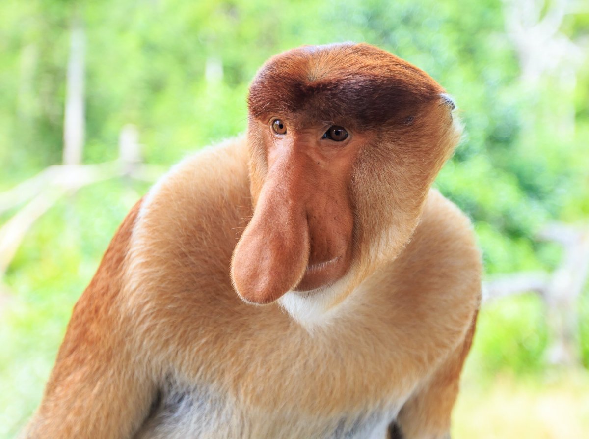 Грузинская обезьяна