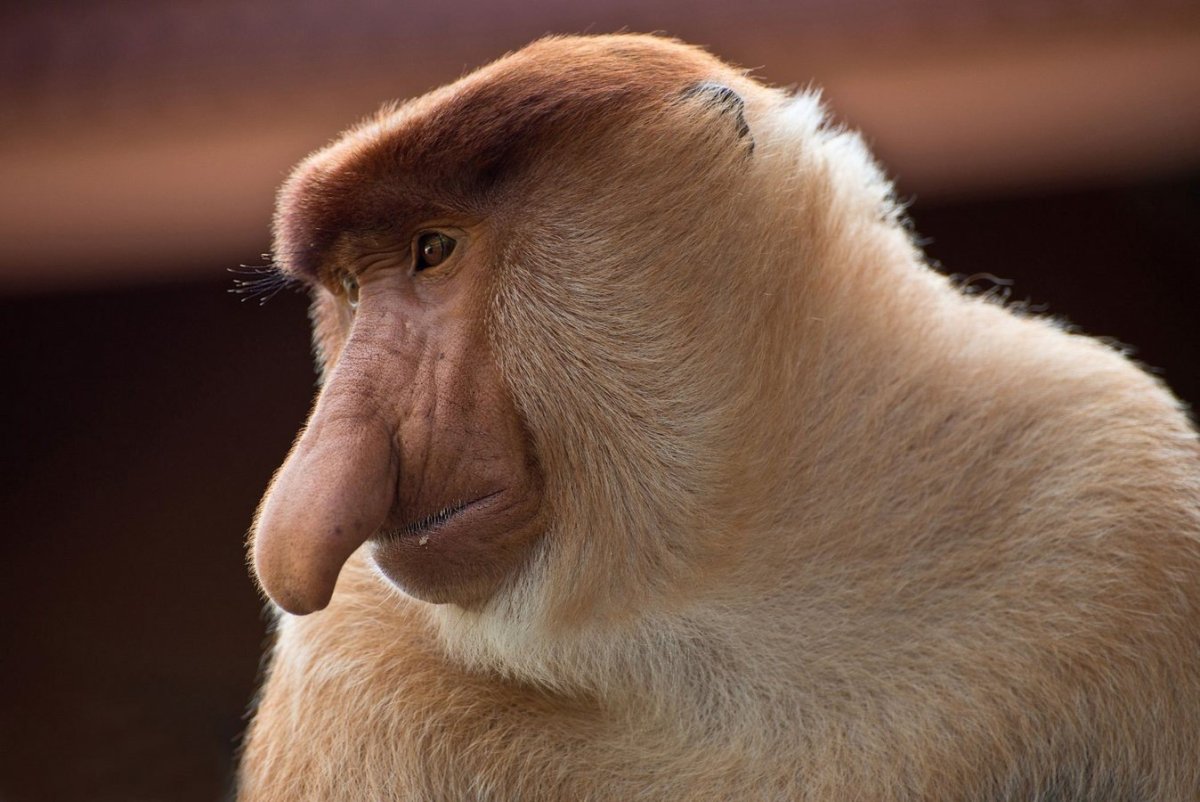 Рыжий уакари