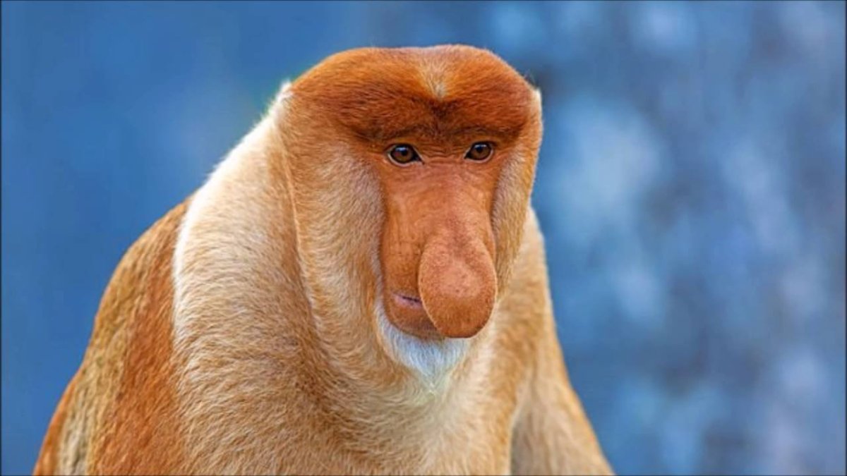 Мандрил Адольф