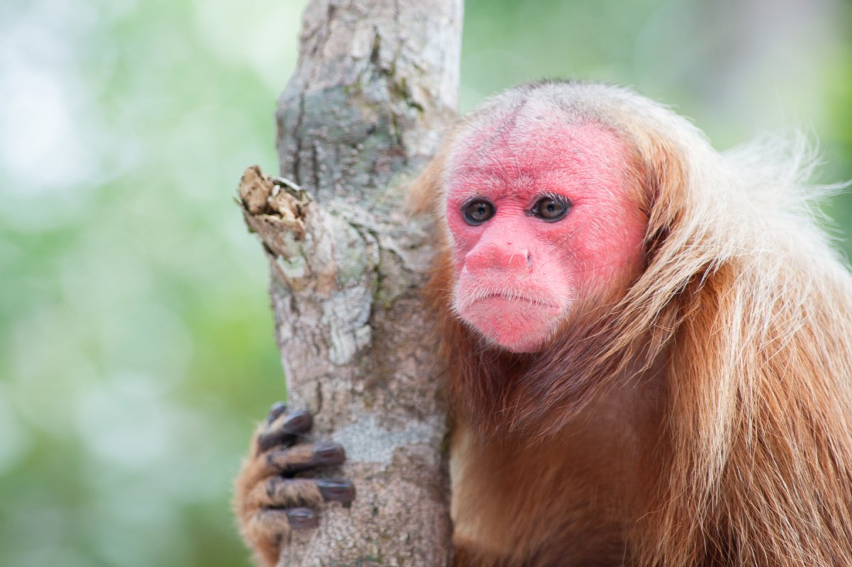 Тонкинский ринопитек