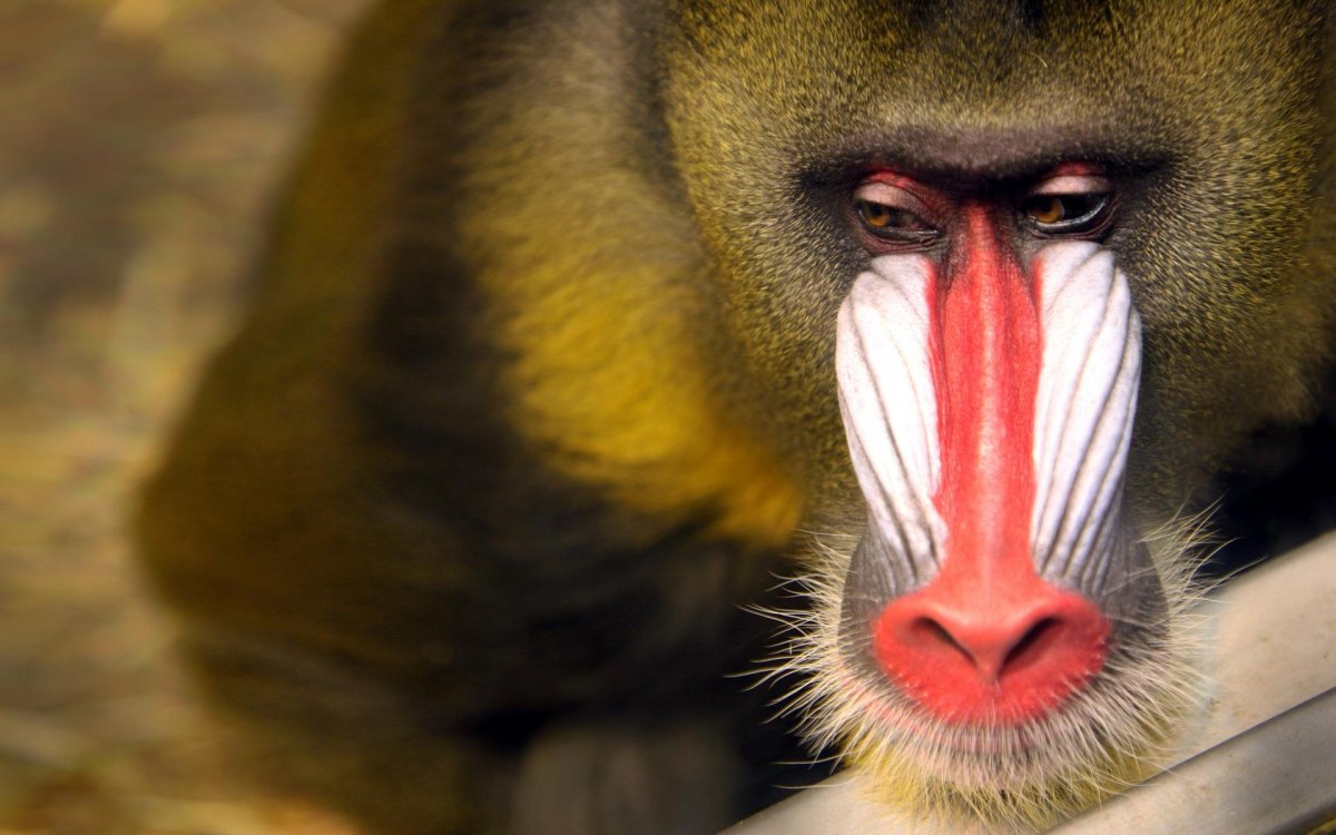 Обезьяна с красным носом