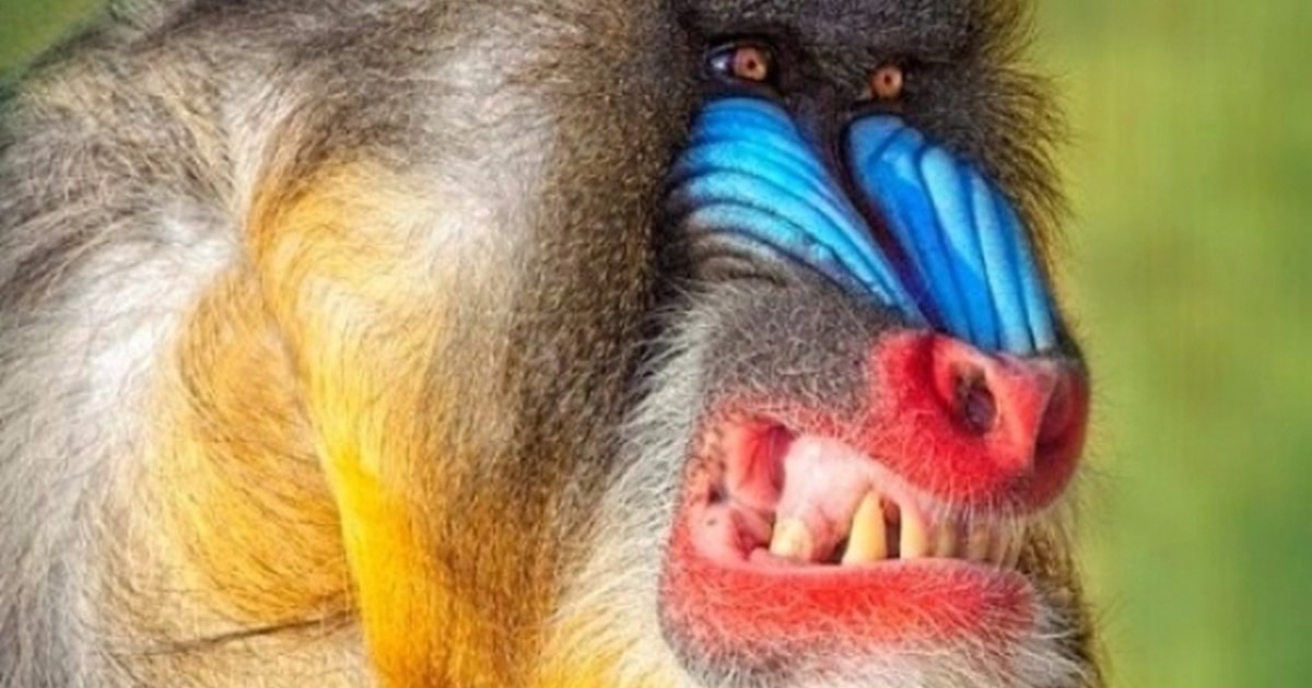 Бабуин Мандрил