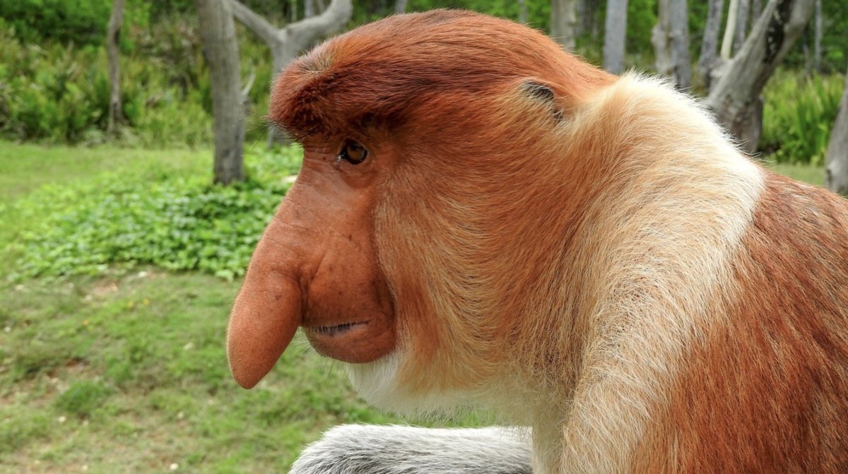 Приматы лесула