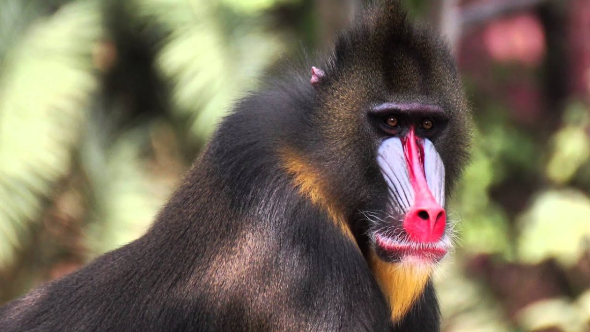 Обещьянас красным лицом