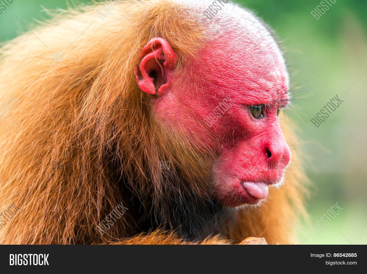 Животные с большим носом