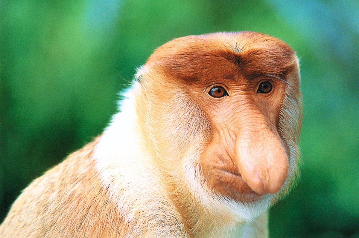 Бабуин носач