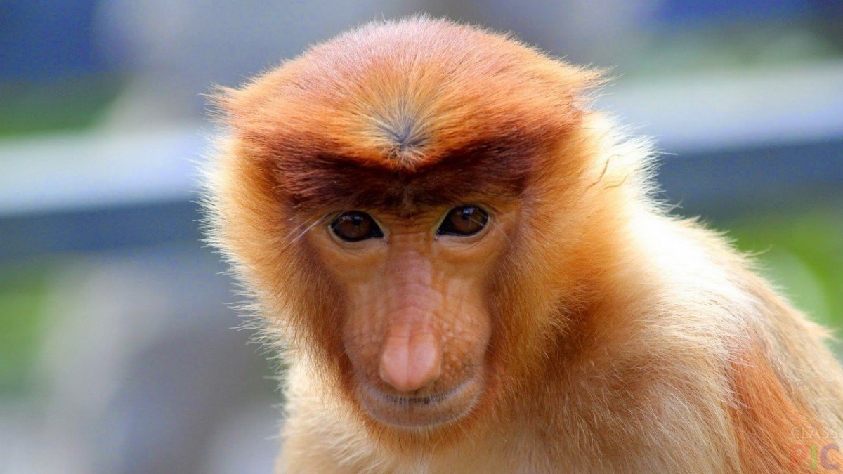 Бабуин Мандрил