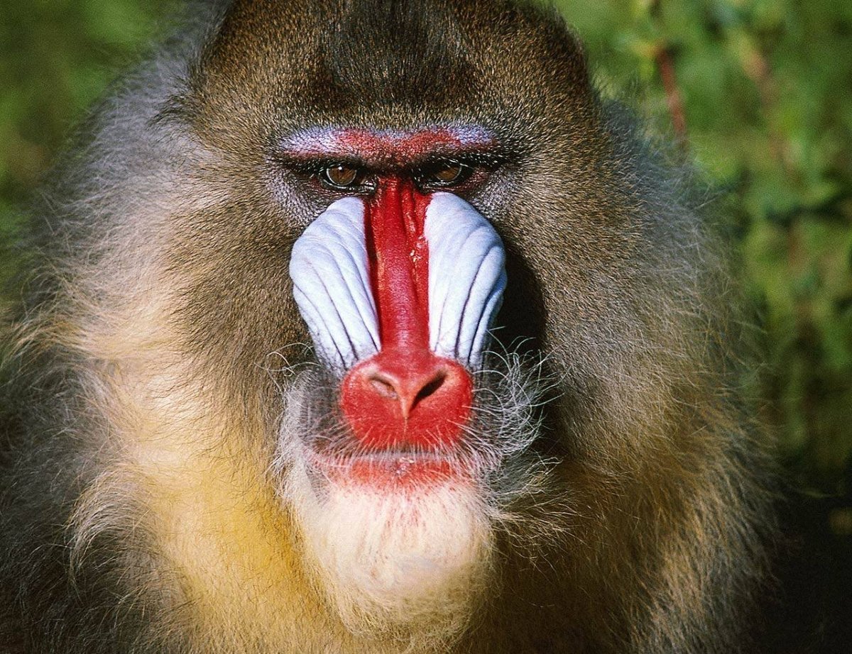 Mandrill Mandrill 1971