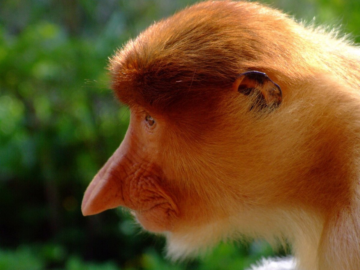 Красноухая мартышка