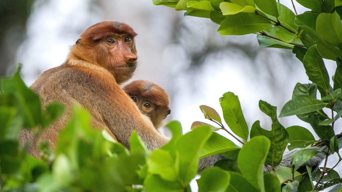 Павиан Мандрил