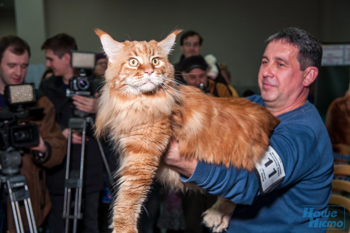 Каракал Гоша