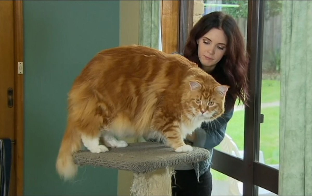 Самый большой кот Мейн кун в мире