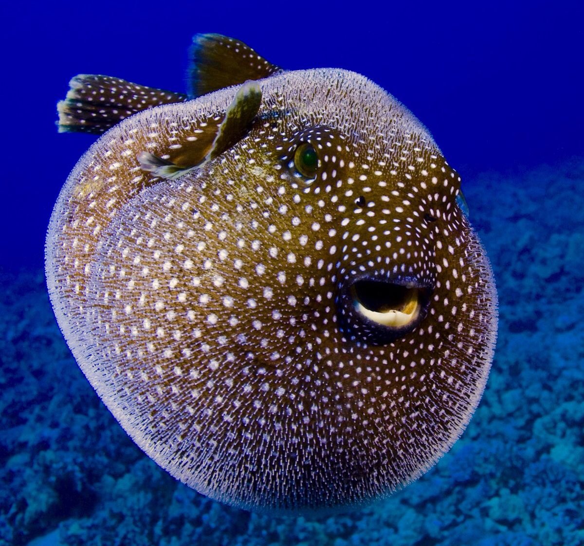 Рыба Arothron meleagris