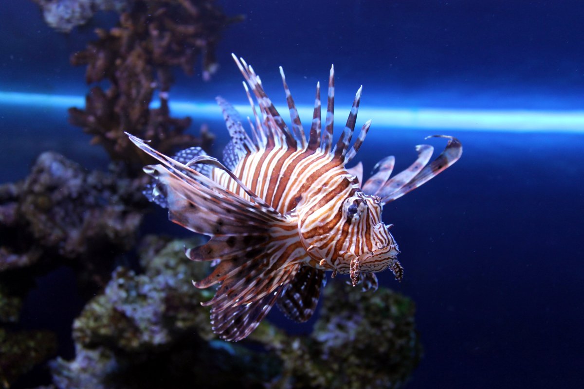 Морской СЛИЗНЯК Голожаберник