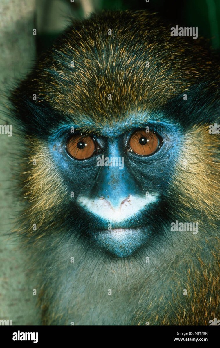 Голуболицая мартышка