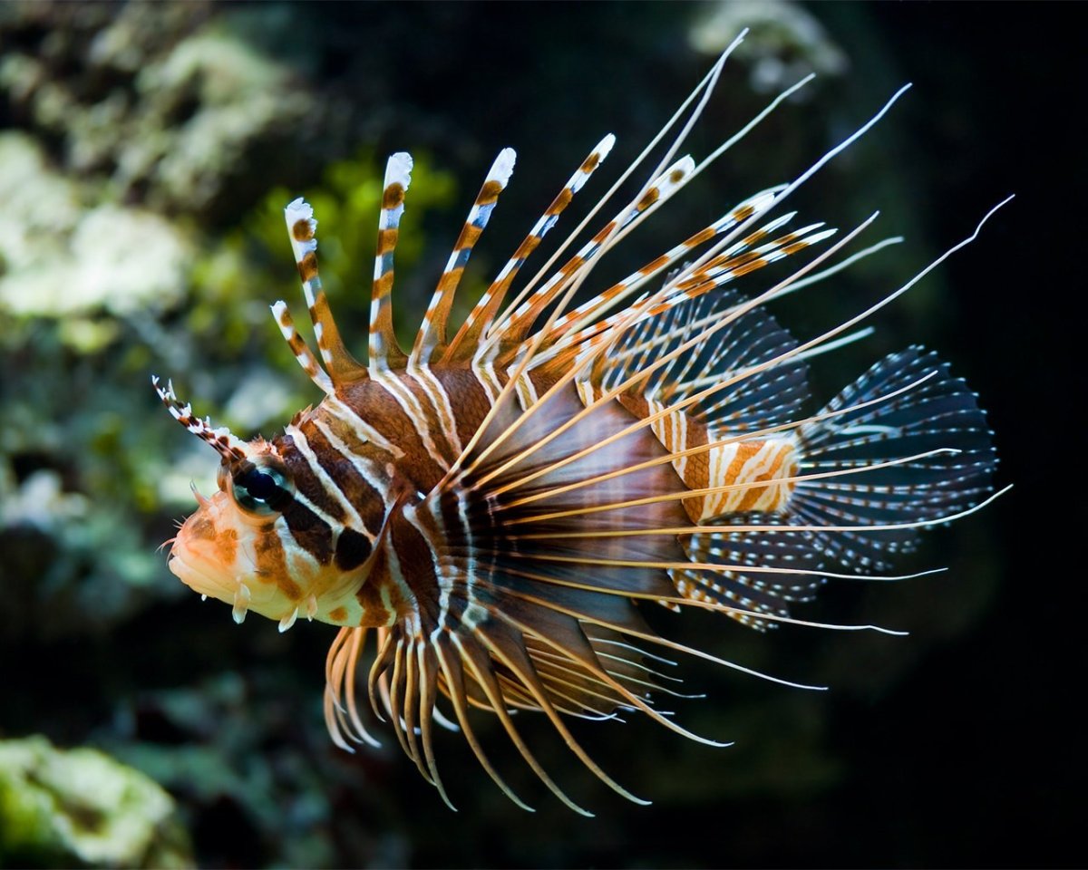 Тигровая крылатка рыба