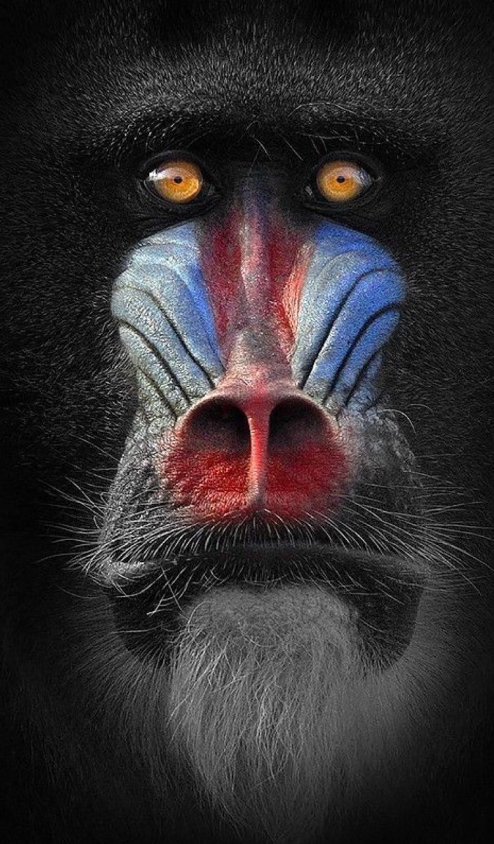 Красномордая макакк