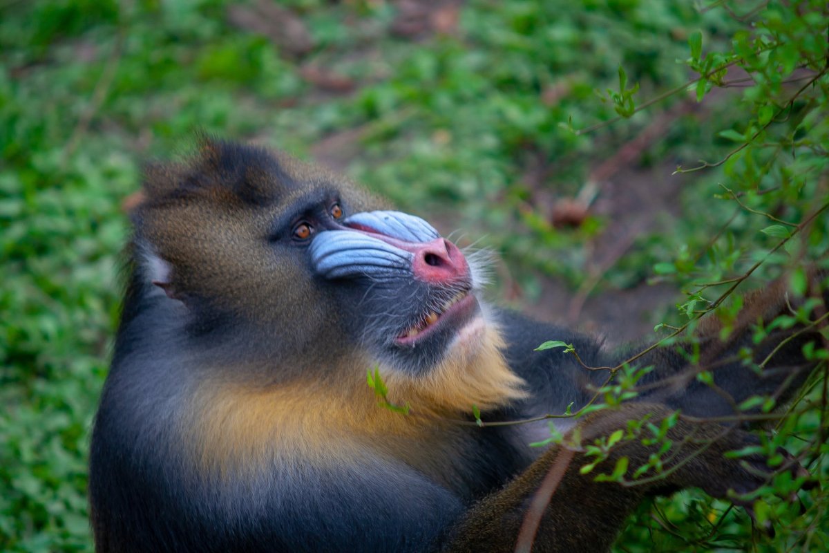 Глаза обезьяны