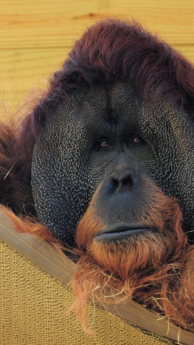 Носач орангутанг