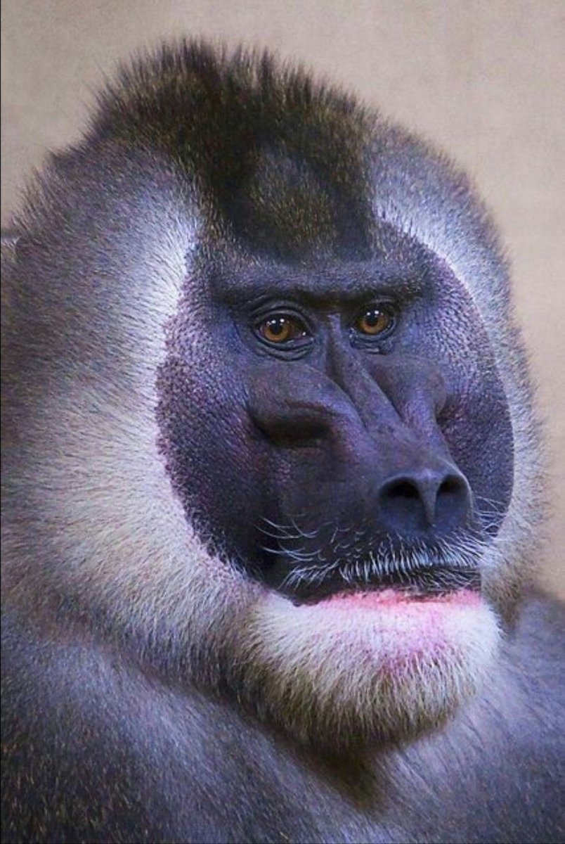 Обезьяна с голубой мордой