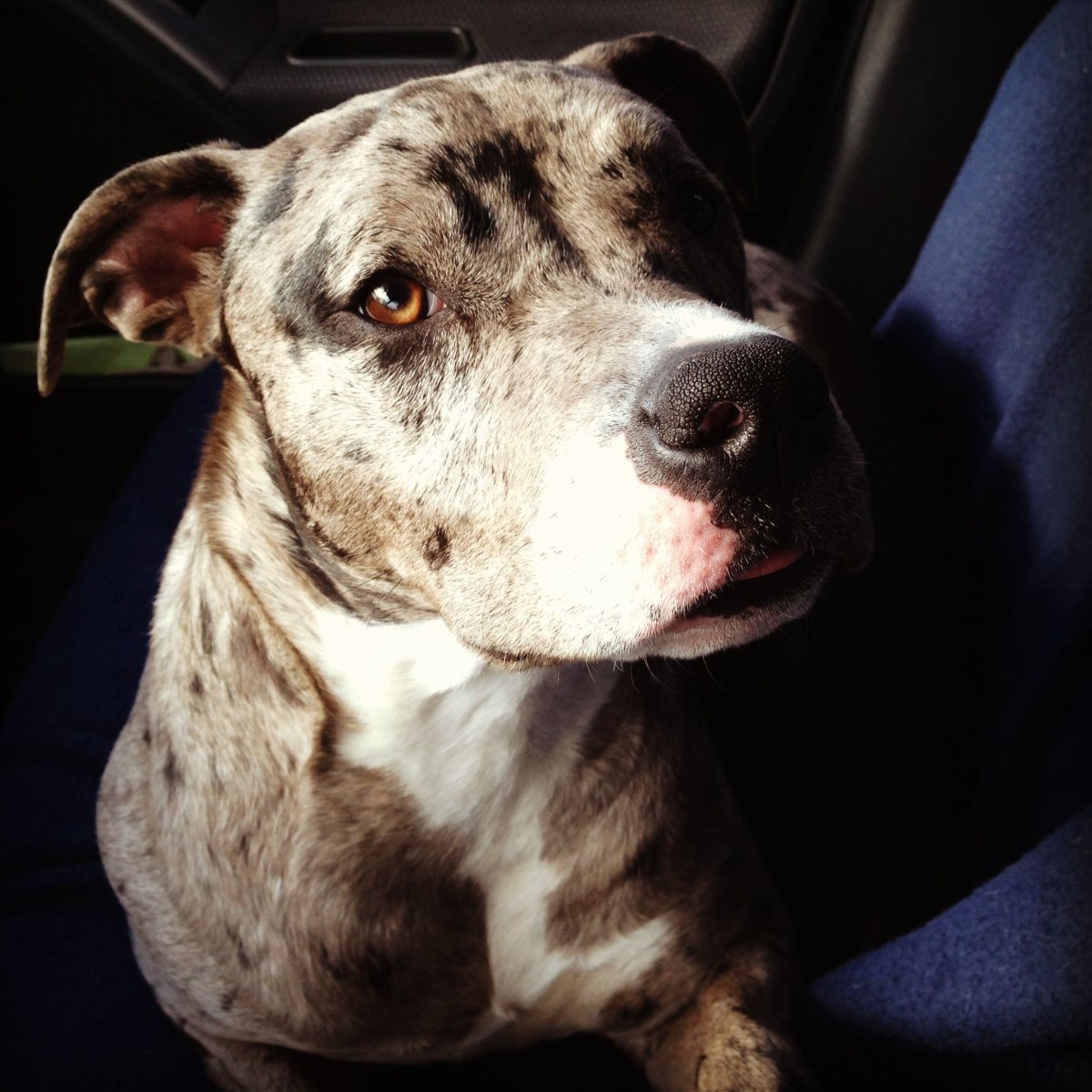 Собачки на рабочий стол