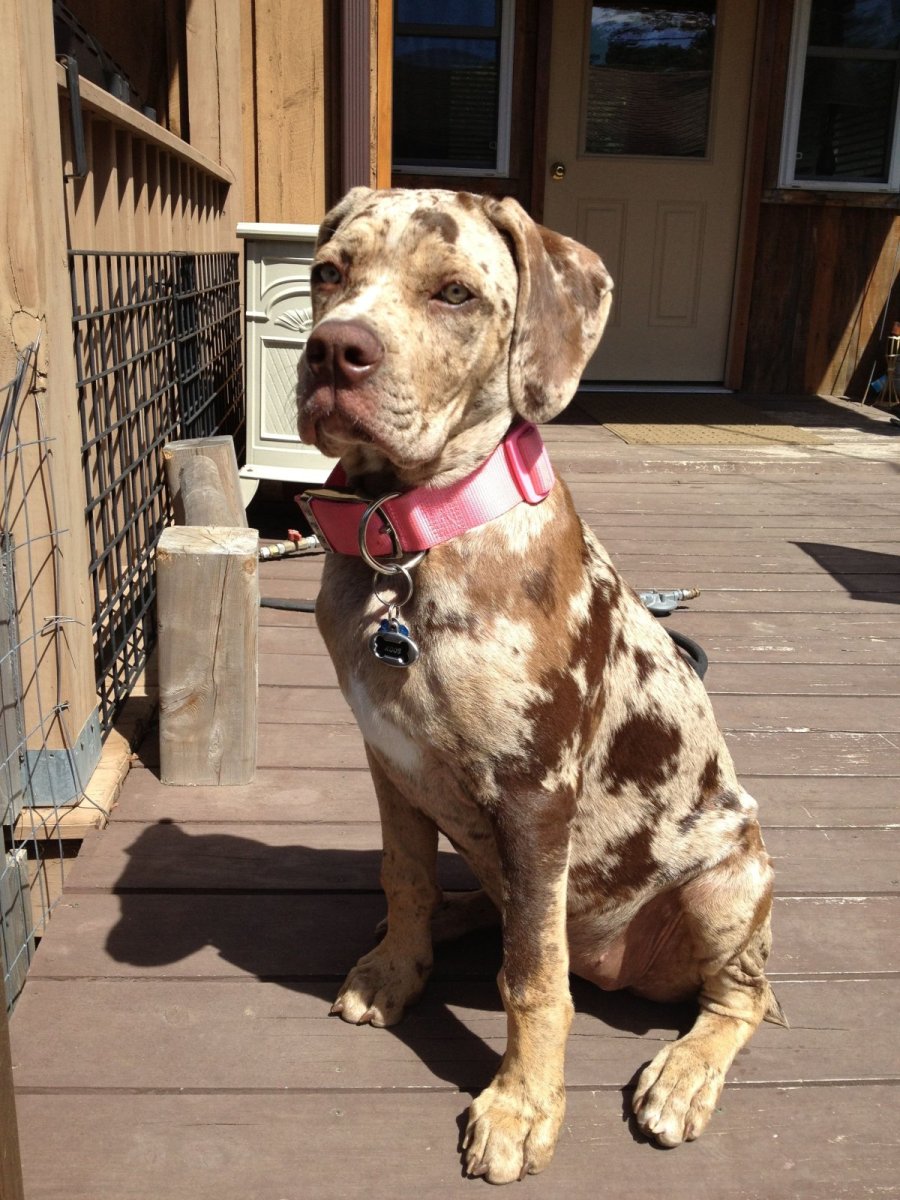 Луизианская леопардовая собака Катахулы