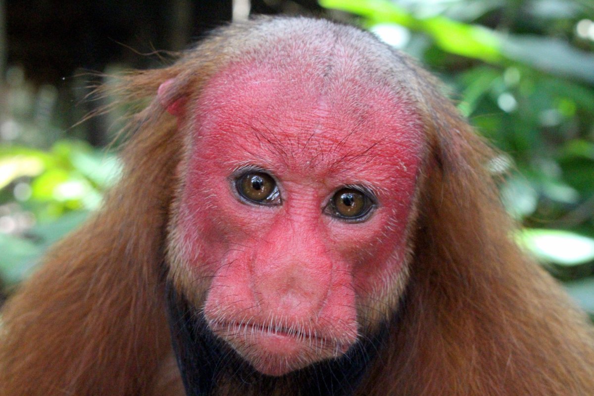 Тупая обезьяна