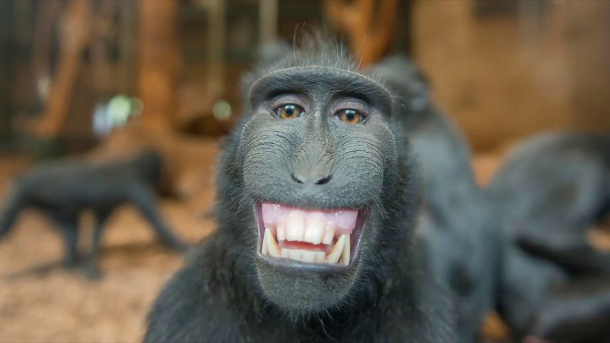 Лицо обезьяны