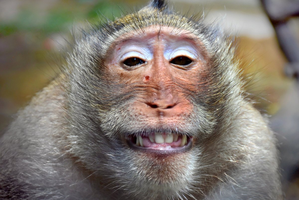 Обезьяна с носом