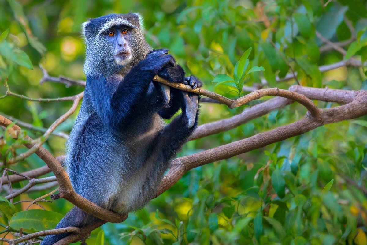 Голубая мартышка