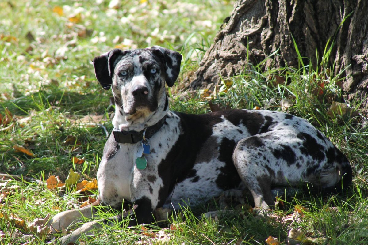 Леопардовые Катахулы