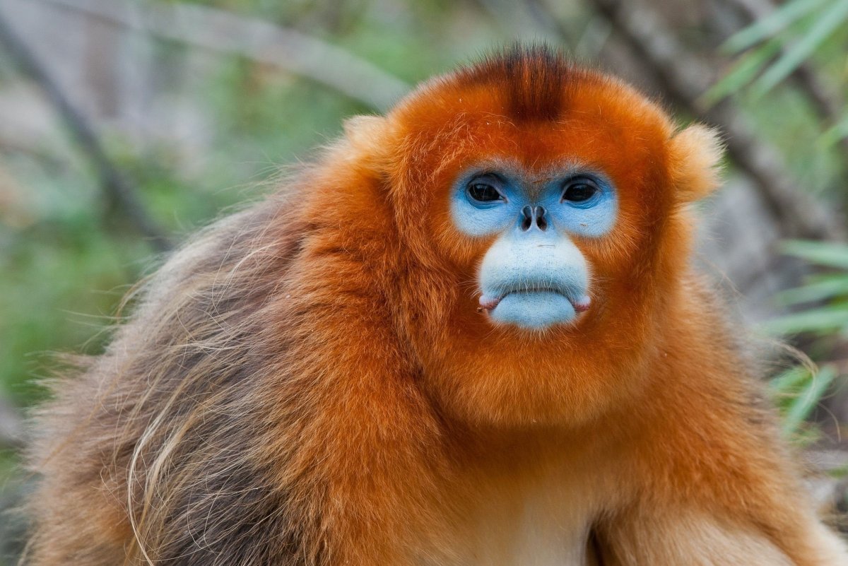 Рокселланов ринопитек