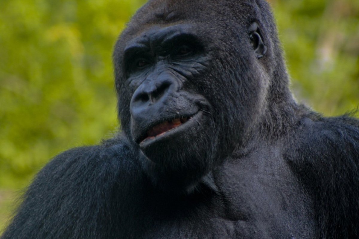 Фото макаки