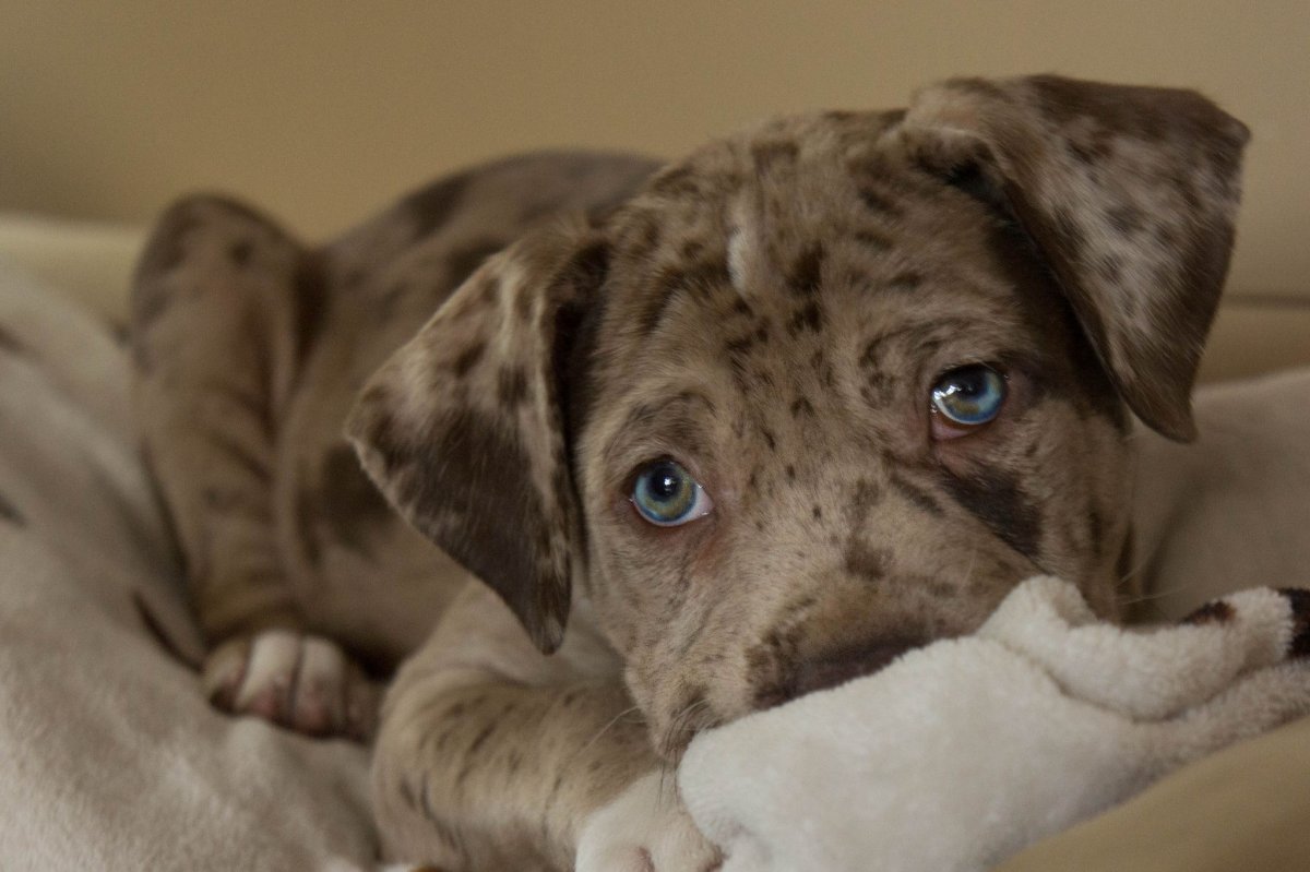 Бульдог Катахулы