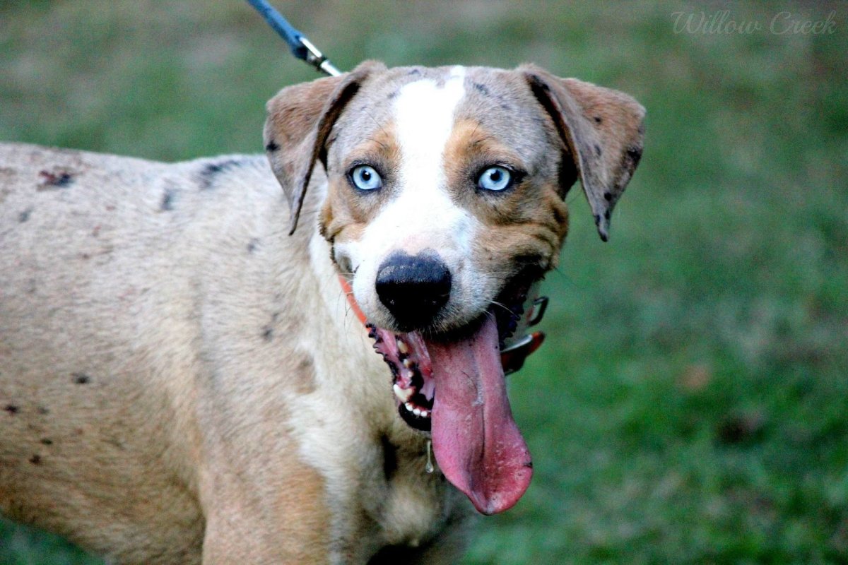 Леопардовая гончая Катахула