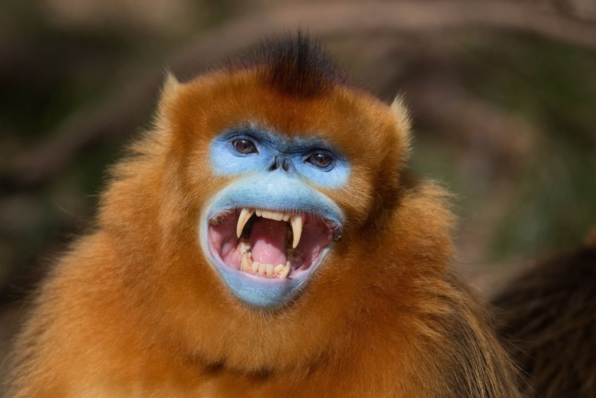 Blue Monkey Gletcher