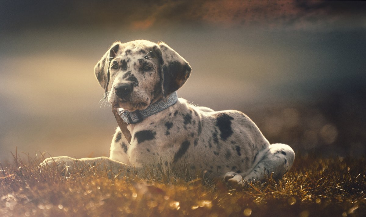 Дикие собаки уличные