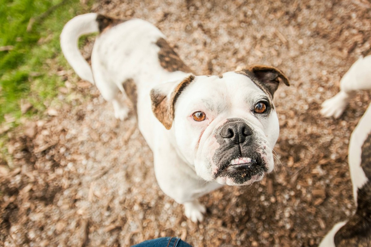 Louisiana Catahoula Leopard Dog