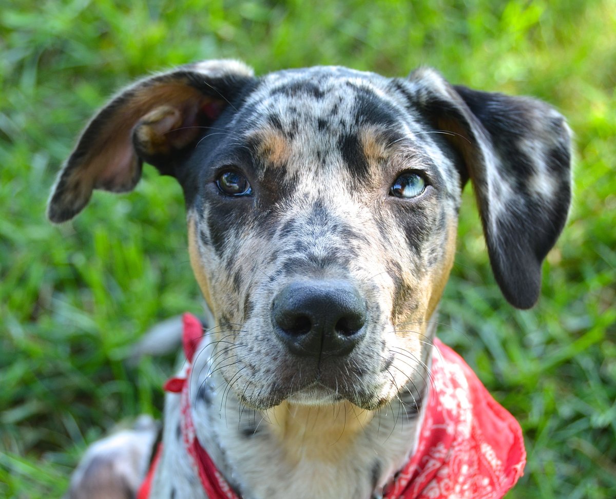 Бульдог Катахулы