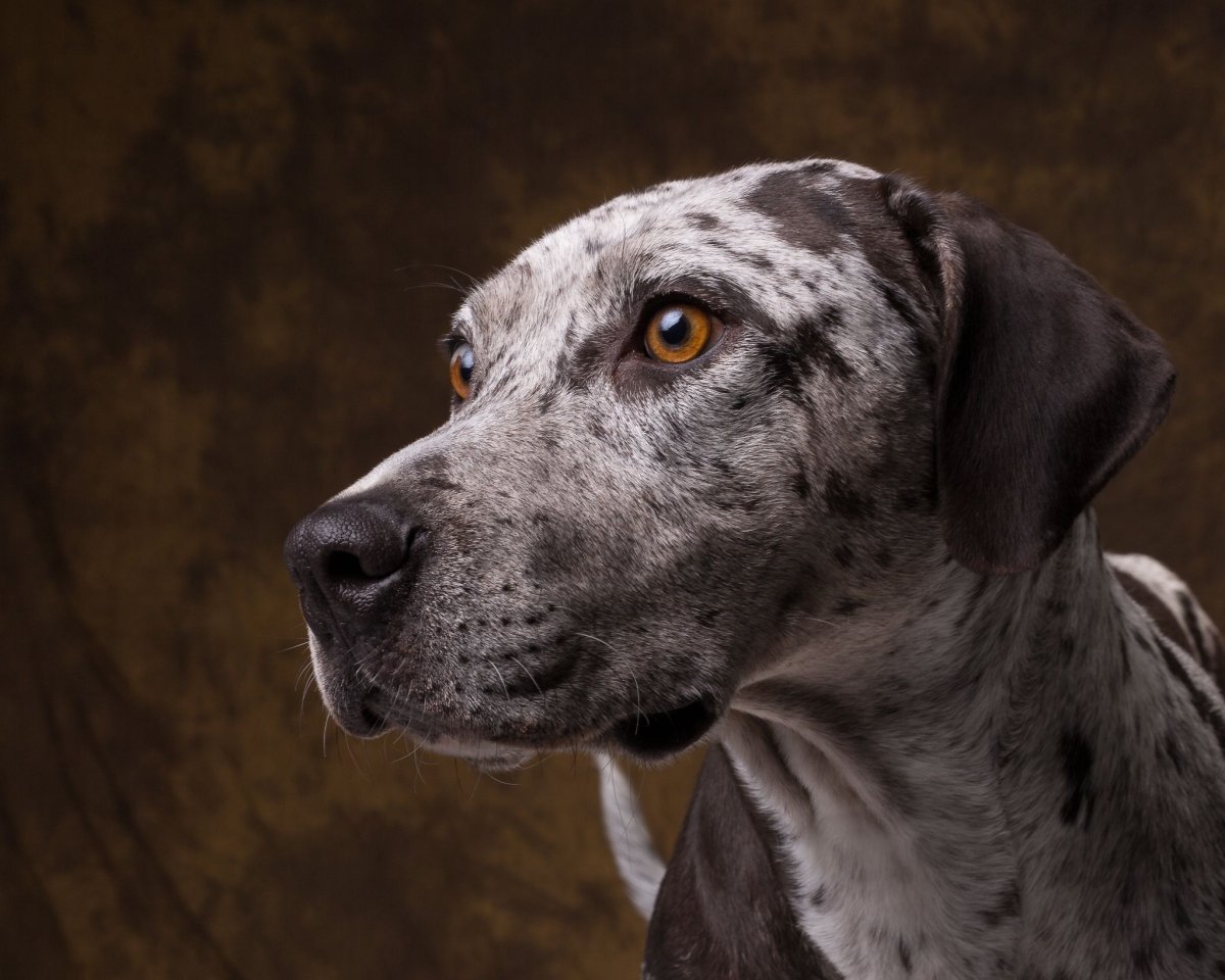 Бульдог Катахулы