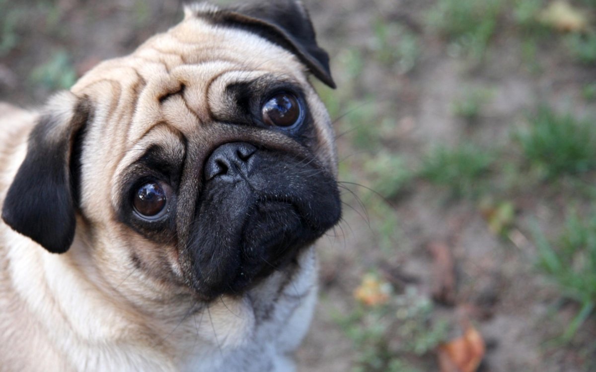 Бульдожий Мопс