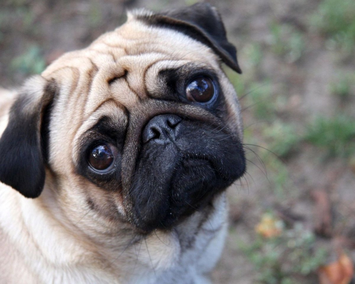 Щенки породы Мопс