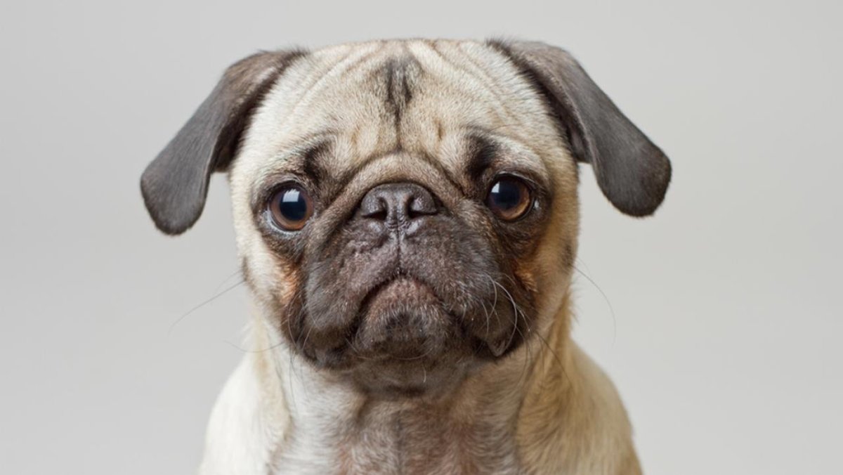 Косоглазый Мопс