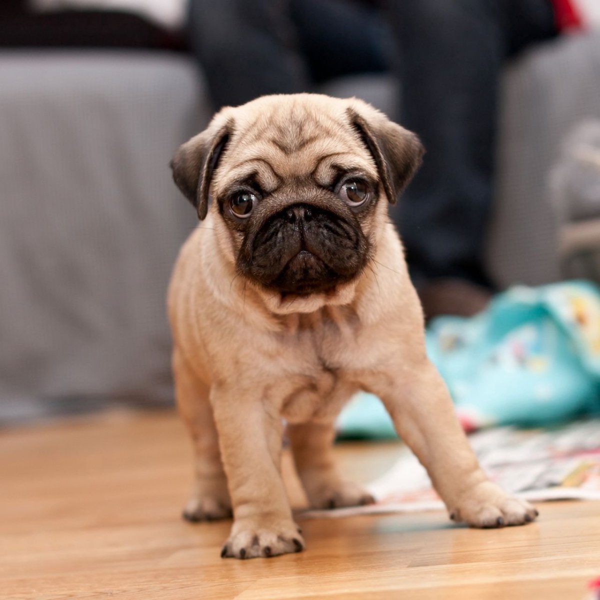 Японская собака с плоской мордой