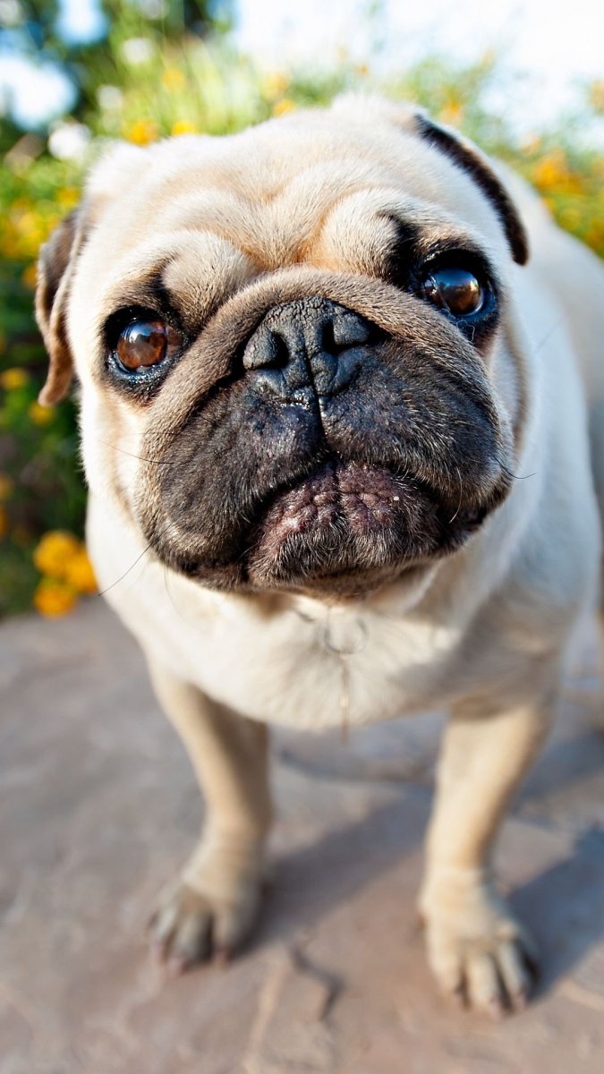 Собака с приплюснутой мордой