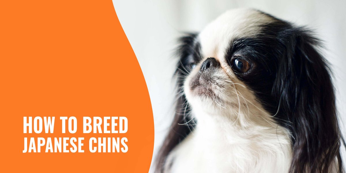 Собаки с плоской мордой