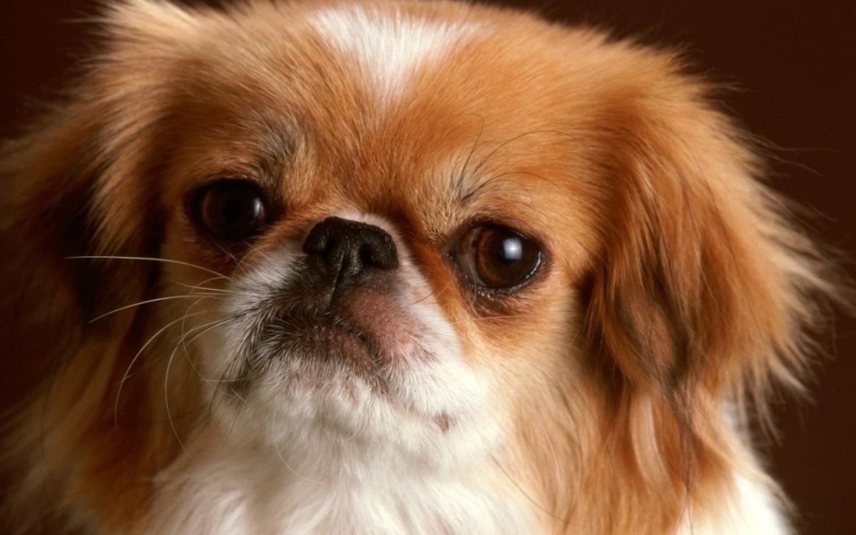 Пекинес Тайфун