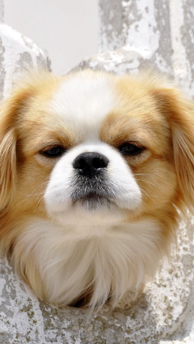 Морда МОПСА