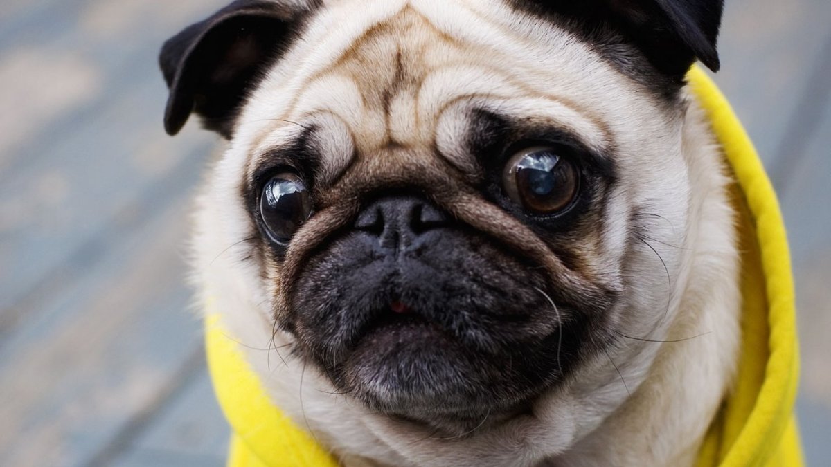 Собака Пекинес