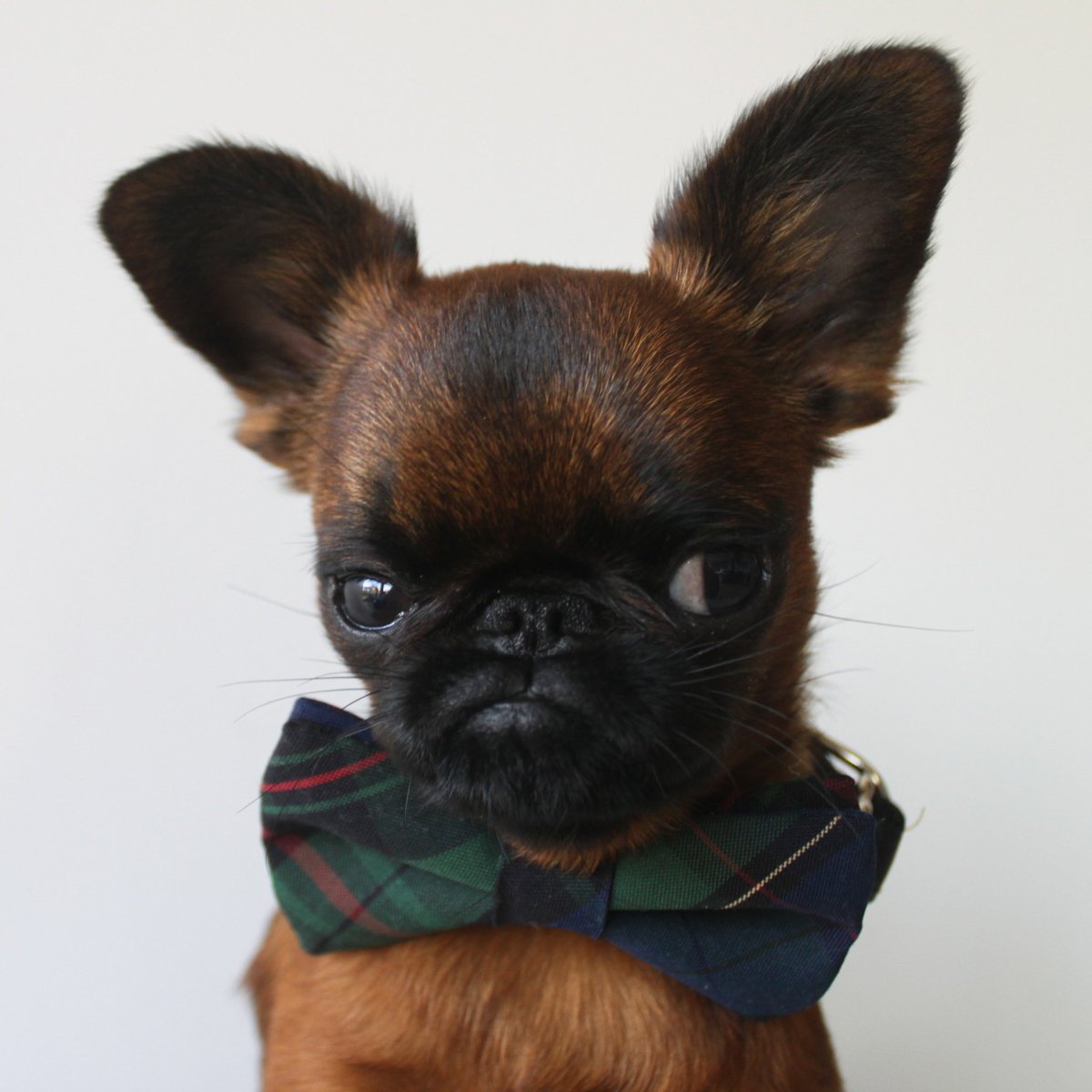 Соьакп с выпуклыми глазам